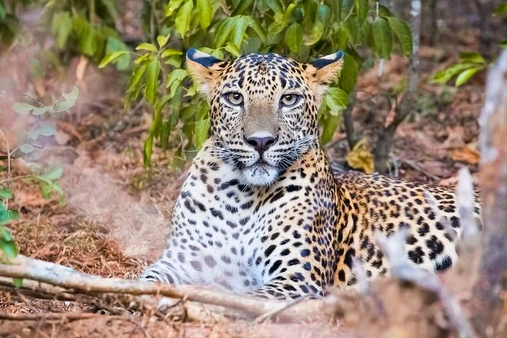 Yala National Park Private Safari with Naturalist - Photo 1 of 8